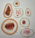 Professional Encapsulated Silicone Prosthetic Set #7 (Smooth-On Premium)