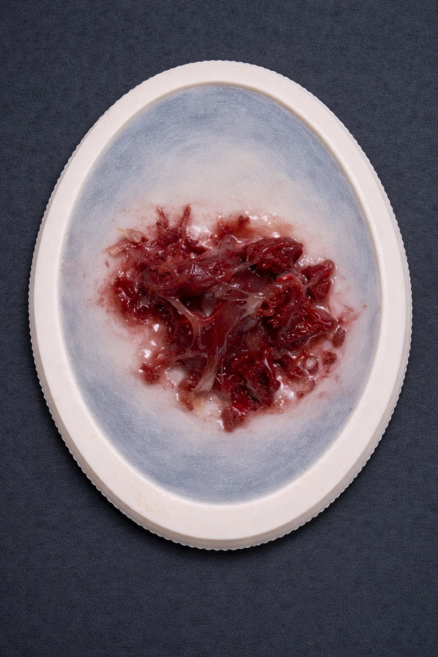 FX Open Flesh Wound Prosthetic